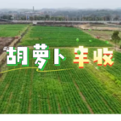 视频丨冷水滩：胡萝卜丰收