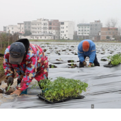 宁远：春耕正当时 蔬菜移栽忙