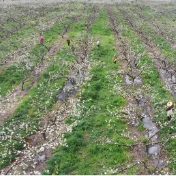 江华:瑶山雪梨基地梨花开 科技赋能助丰产