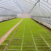 湖南祁阳:做好耕田上的“加减法”