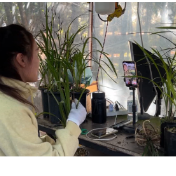 江永:电商+合作社+农户 助寒兰成为瑶乡致富花