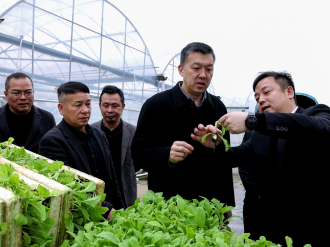 江永：李群辉调研烤烟生产工作