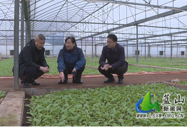 蓝山：邓群前往土市镇调研“三农”、烟叶生产、人居环境整治等工作