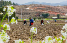 新田：惊蛰至 农事忙