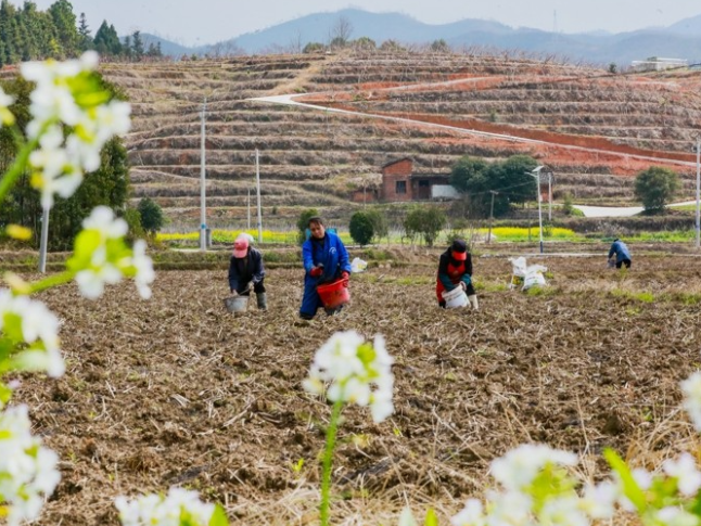 湖南新田：惊蛰至 农事忙（组图）