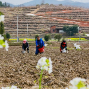 湖南新田：惊蛰至 农事忙（组图）
