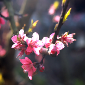 双牌县盘家村：桃花朵朵开 有“颜”又有“钱”