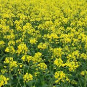 零陵：万亩油菜花正艳 农旅融合促增收