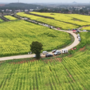 永州冷水滩：油菜花开美如画 春日盛景引客来