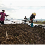 江永：烟稻轮作促增收 技术护航烤烟移栽