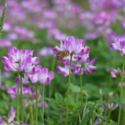 蓝山县：紫云英烂漫绽放 春日花海引客来