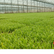 冷水滩智能工厂化育秧“提速”