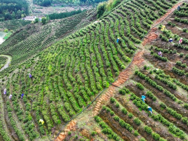 湖南新田：富硒春茶采摘忙（组图）