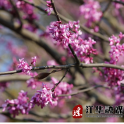 江华沱江镇天桥村：野生紫荆花海醉游人