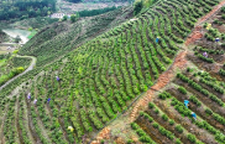 新田：富硒春茶采摘忙