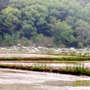 双牌：春耕绘新卷 白鹭伴农耕