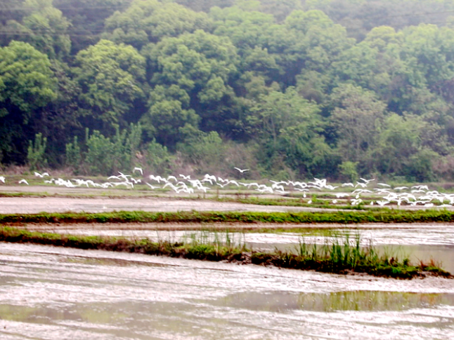 双牌：春耕绘新卷 白鹭伴农耕