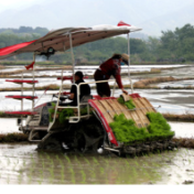 宁远：种粮大户抢抓农时插秧忙（组图）
