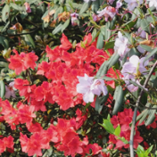 美丽蓝山：高山杜鹃开正艳 春染层峦入画来