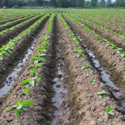 蓝山:科学管护助生长 烤烟产业促振兴