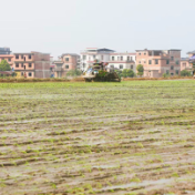 蓝山:早稻插秧正当时 机械化作业跑出“加速度”