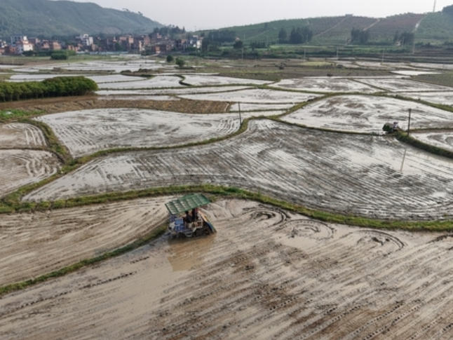 新田：早稻移栽全面铺开 现代化农机助力春耕提速