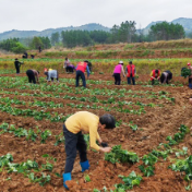 新田:党员团员助农种下“致富薯” “沉睡”地重新“活”起来