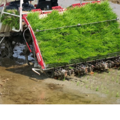 蓝山:良田披绿装 “智慧”插秧忙