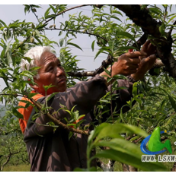 蓝山:抢抓农时精管护 林果增收促振兴