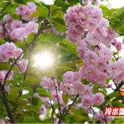 永州冷水滩:晚樱盛放 邂逅春日限定美景(组图)