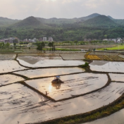 新田：春耕田园美如画（组图）