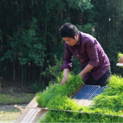 永州冷水滩:早稻插秧抢农时 农技服务强底气
