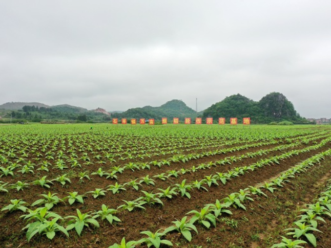 湖南新田：烤烟生产管护忙 大地“指纹”绘丰年