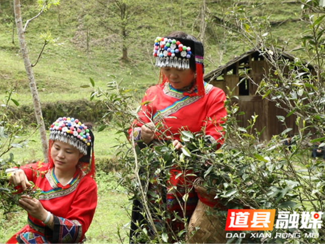 道县：高山云雾出好茶 “两叶一芯”采出致富路