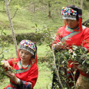 道县：高山云雾出好茶 “两叶一芯”采出致富路