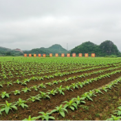 湖南新田：烤烟生产管护忙 大地“指纹”绘丰年