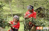 道县：高山云雾出好茶 “两叶一芯”采出致富路