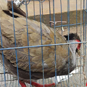 道县一家祖孙齐心救护“林中仙子”白鹇