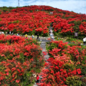 花期预告丨这份双牌阳明山赏花指南请查收