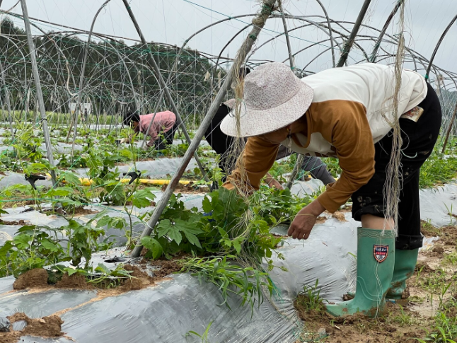 江永：抢抓农时忙管护 供港蔬菜长势旺