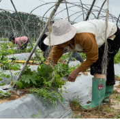 江永：抢抓农时忙管护 供港蔬菜长势旺
