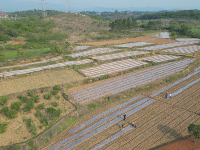 祁阳：大豆玉米“手牵手” 一地双收促振兴