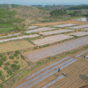 祁阳：大豆玉米“手牵手” 一地双收促振兴