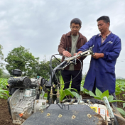 江永：“以虫治虫”护生态 烤烟提质促增收