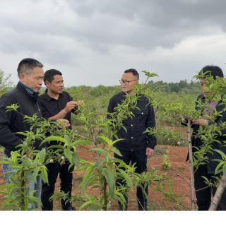科技赋能破难题 专家护航促振兴——省水果体系专家赴永州破解青桃海绵化困境