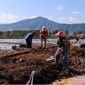 江永:科技赋能春耕 打造智能化供港澳蔬菜基地