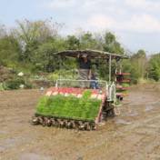 宁远：早稻插秧正当时 机械化赋能春耕忙