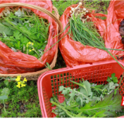 永州冷水滩：田间采撷春滋味 巧手捏出野菜粑