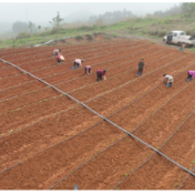 宁远：富硒葛根栽种忙 规模兴农促振兴