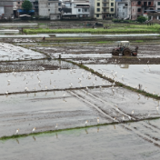 江永：机械翻耕忙春耕 鹭舞田园生态美